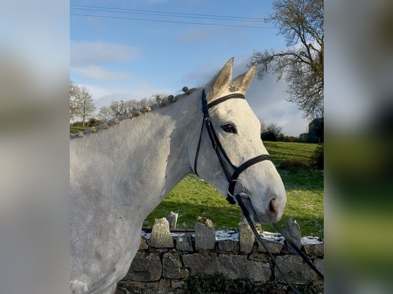 Caballo de deporte irlandés Yegua 5 años 158 cm Tordo in Down