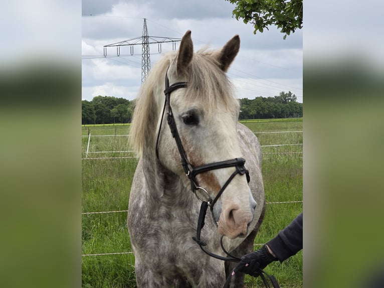 Caballo de deporte irlandés Yegua 5 años 159 cm Tordo rodado in Wachtendonk