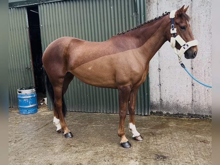 Caballo de deporte irlandés Yegua 5 años 160 cm Alazán-tostado in Sligo
