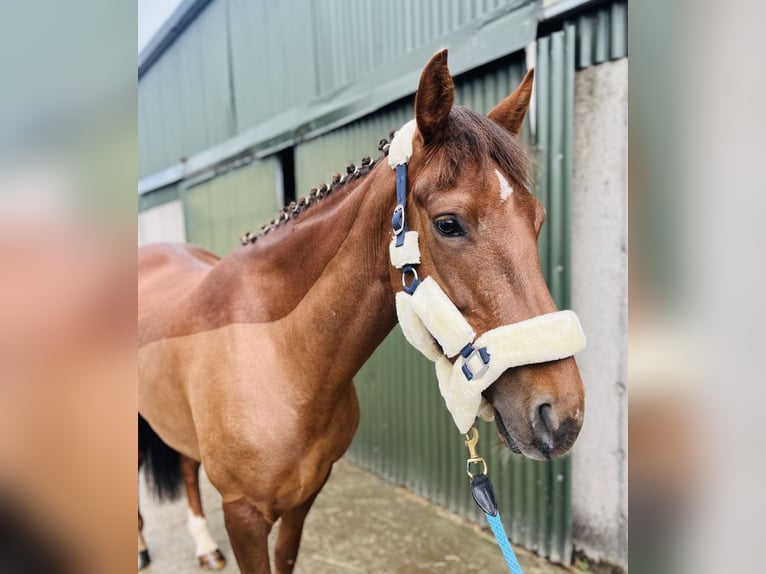 Caballo de deporte irlandés Yegua 5 años 160 cm Alazán-tostado in Sligo