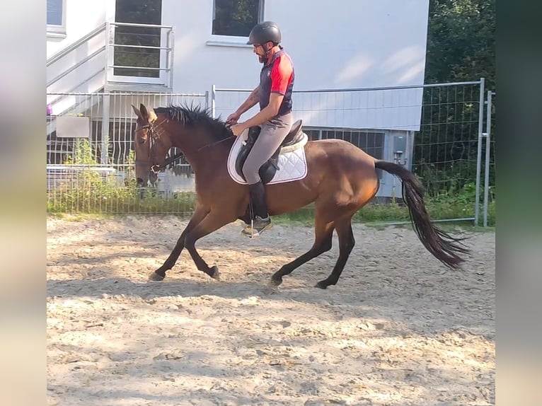 Caballo de deporte irlandés Yegua 5 años 160 cm Castaño in Lage