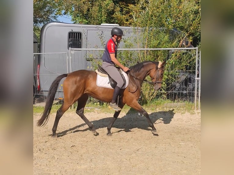 Caballo de deporte irlandés Yegua 5 años 160 cm Castaño in Lage