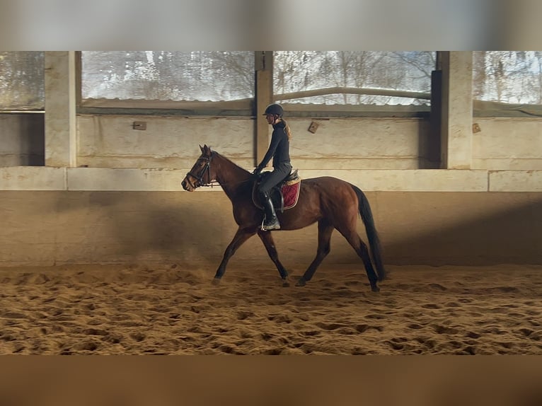 Caballo de deporte irlandés Yegua 5 años 160 cm Castaño in Niederzier
