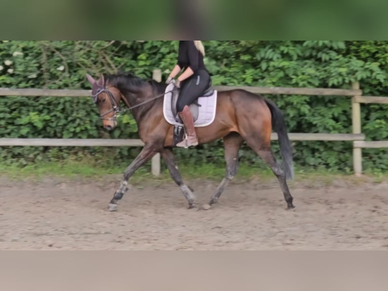 Caballo de deporte irlandés Yegua 5 años 160 cm Morcillo in Wachtendonk
