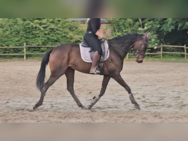 Caballo de deporte irlandés Yegua 5 años 160 cm Morcillo in Wachtendonk