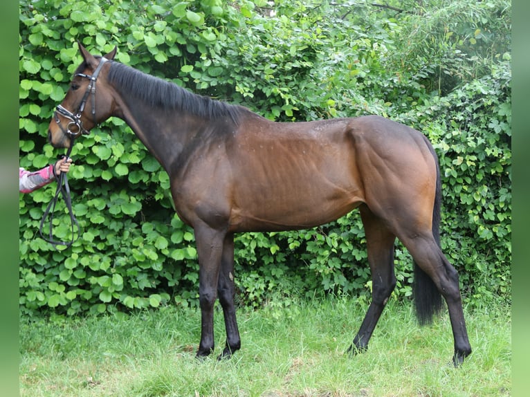 Caballo de deporte irlandés Yegua 5 años 160 cm Morcillo in Wachtendonk