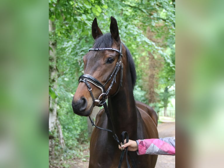 Caballo de deporte irlandés Yegua 5 años 160 cm Morcillo in Wachtendonk