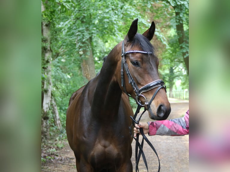 Caballo de deporte irlandés Yegua 5 años 160 cm Morcillo in Wachtendonk