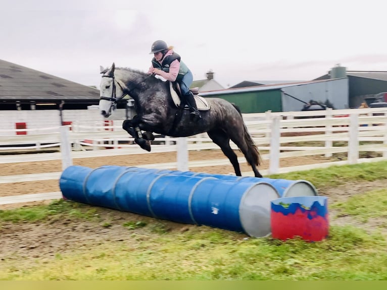 Caballo de deporte irlandés Yegua 5 años 160 cm Tordo rodado in Mountrath