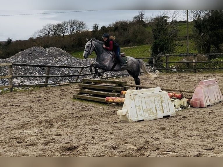 Caballo de deporte irlandés Yegua 5 años 160 cm Tordo rodado in Sligo