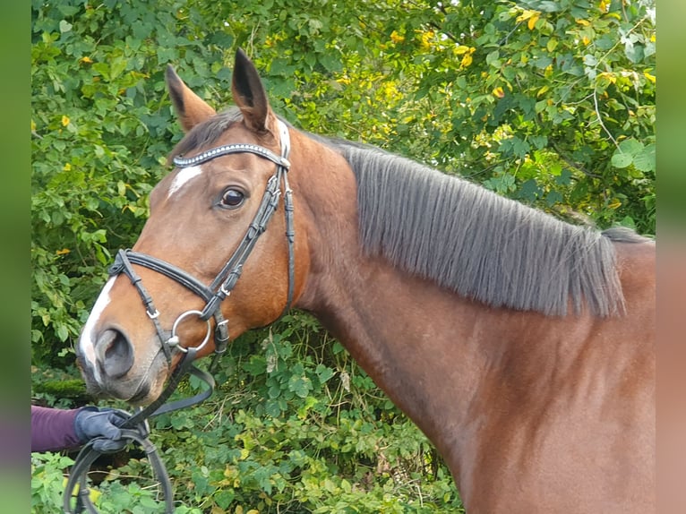 Caballo de deporte irlandés Yegua 5 años 162 cm Castaño in Nettetal