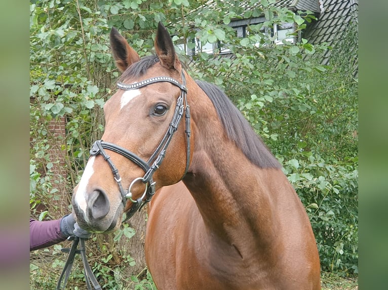 Caballo de deporte irlandés Yegua 5 años 162 cm Castaño in Nettetal