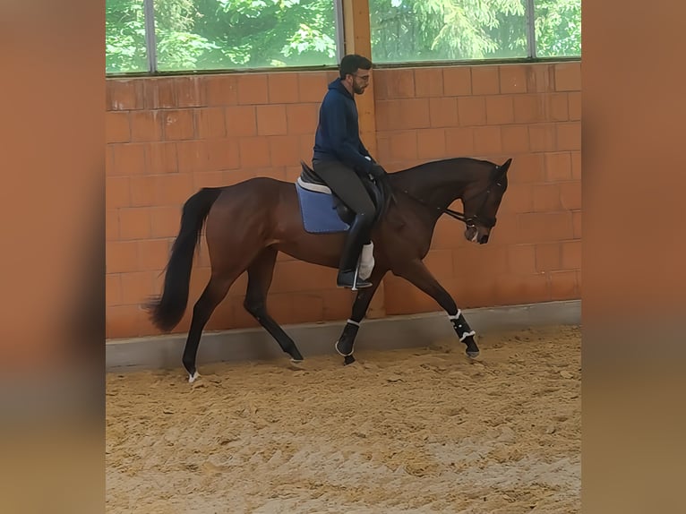 Caballo de deporte irlandés Yegua 5 años 162 cm Castaño in Lage