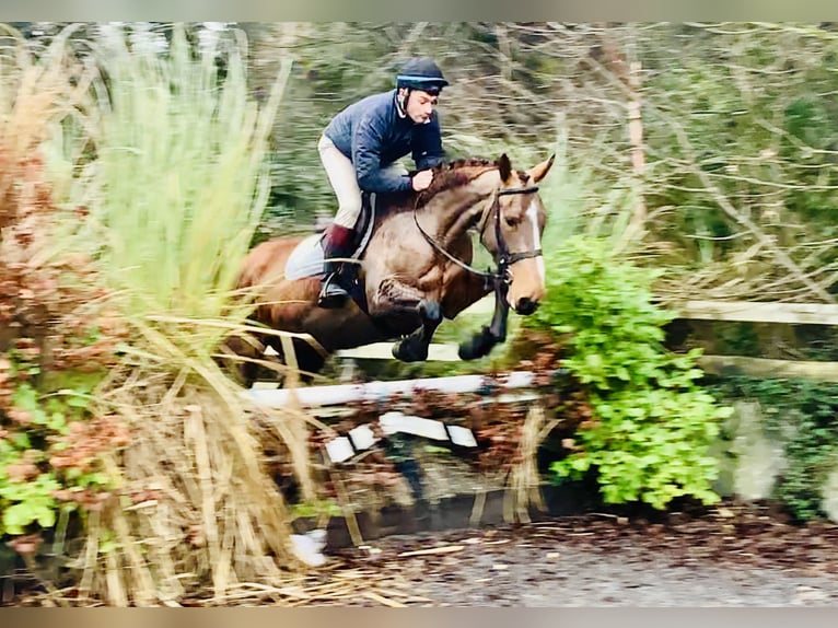Caballo de deporte irlandés Yegua 5 años 162 cm Castaño in Mountrath