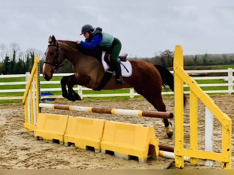 Caballo de deporte irlandés Yegua 5 años 162 cm Castaño in Mountrath
