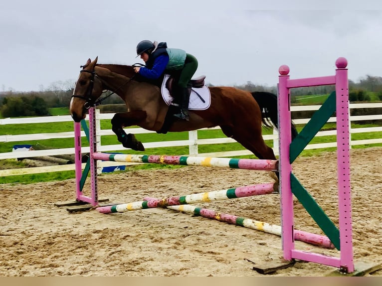 Caballo de deporte irlandés Yegua 5 años 162 cm Castaño in Mountrath
