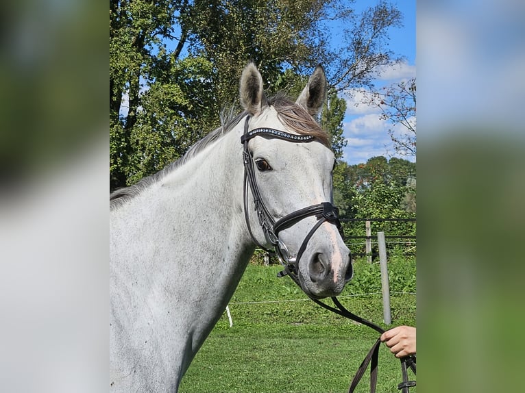 Caballo de deporte irlandés Yegua 5 años 162 cm Tordo rodado in Nettetal