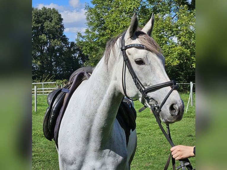 Caballo de deporte irlandés Yegua 5 años 162 cm Tordo rodado in Nettetal