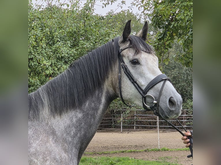 Caballo de deporte irlandés Mestizo Yegua 5 años 162 cm Tordo rodado in Wachtendonk