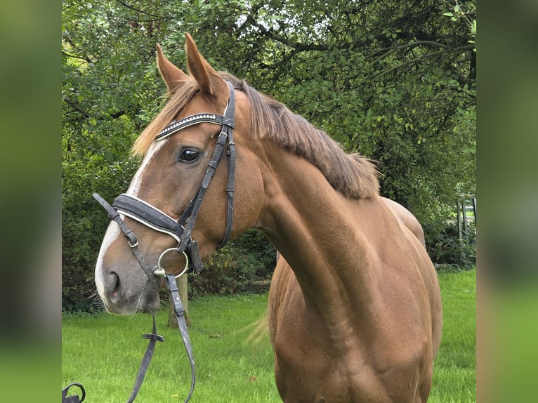 Caballo de deporte irlandés Mestizo Yegua 5 años 163 cm Alazán-tostado in Wachtendonk