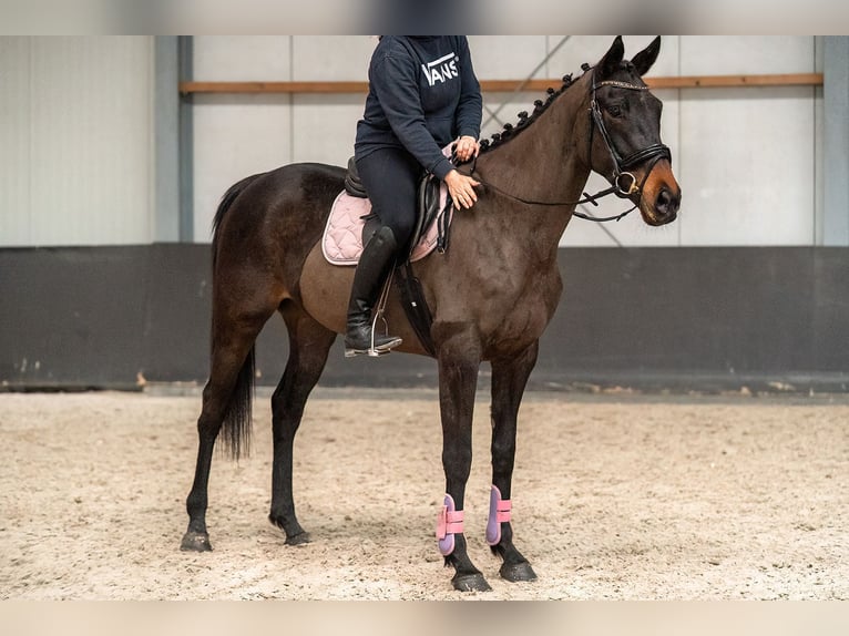 Caballo de deporte irlandés Mestizo Yegua 5 años 163 cm Negro in Nettetal