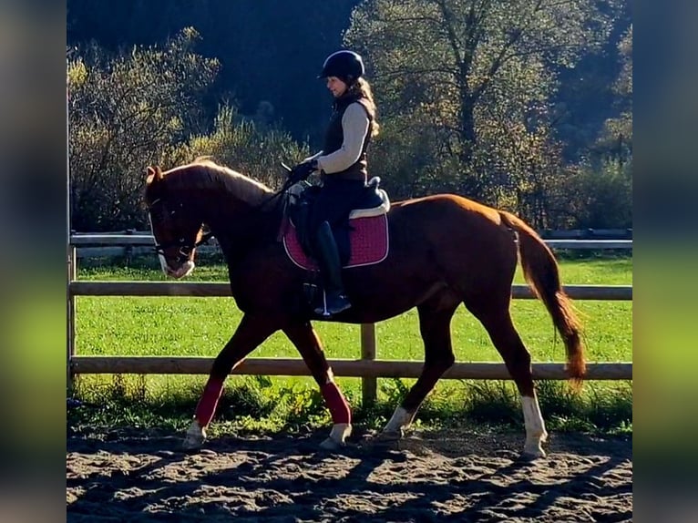 Caballo de deporte irlandés Yegua 5 años 164 cm Alazán in Gummern