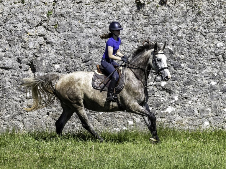 Caballo de deporte irlandés Yegua 5 años 164 cm Tordo in Belmont