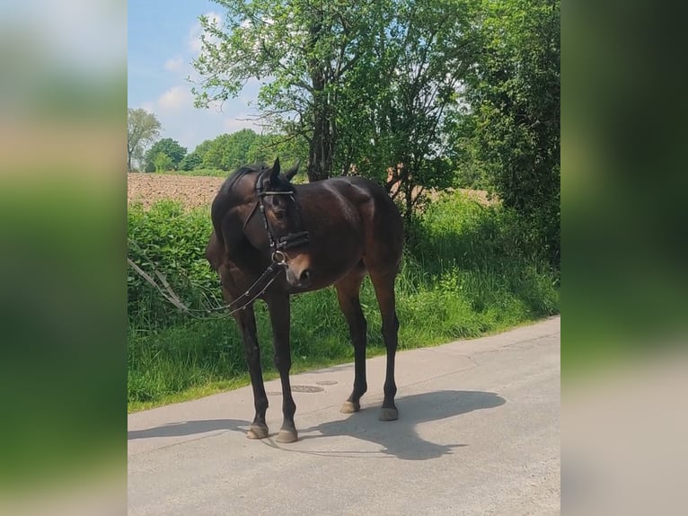 Caballo de deporte irlandés Yegua 5 años 165 cm Castaño oscuro in Lage