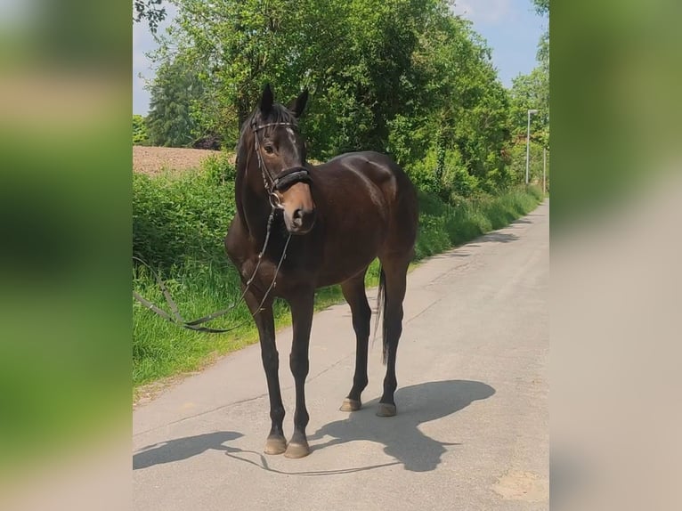 Caballo de deporte irlandés Yegua 5 años 165 cm Castaño oscuro in Lage