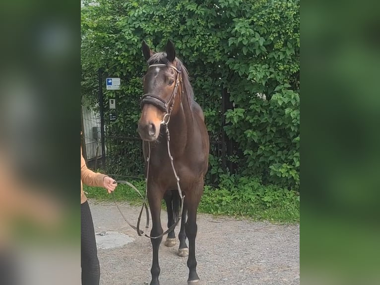 Caballo de deporte irlandés Yegua 5 años 165 cm Castaño oscuro in Lage