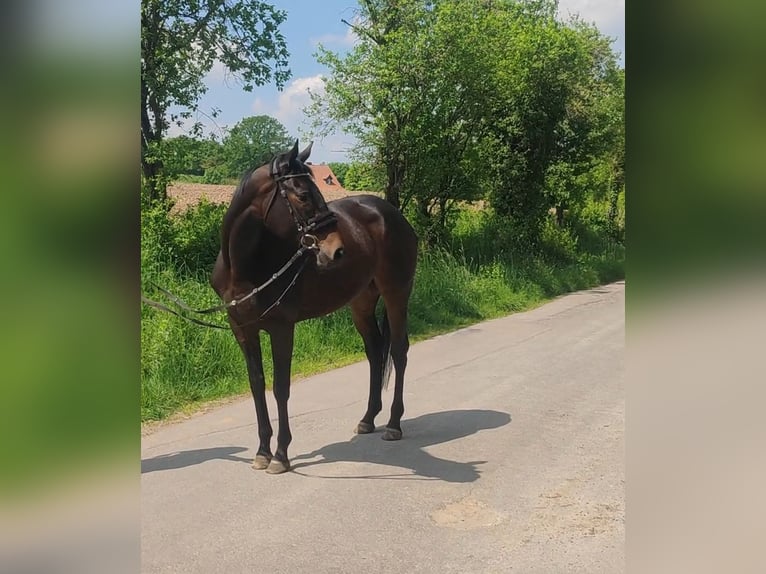 Caballo de deporte irlandés Yegua 5 años 165 cm Castaño oscuro in Lage