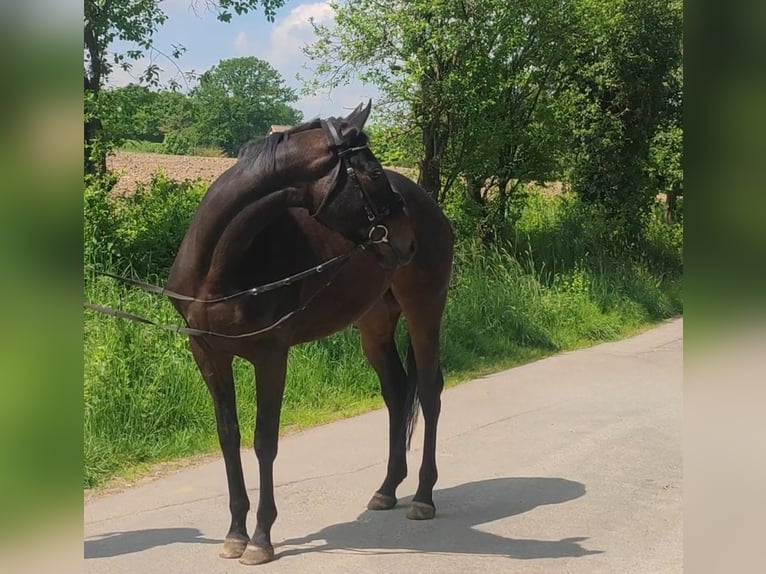 Caballo de deporte irlandés Yegua 5 años 165 cm Castaño oscuro in Lage