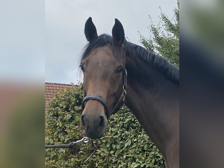 Caballo de deporte irlandés Yegua 5 años 165 cm Castaño oscuro in Elze Esbeck