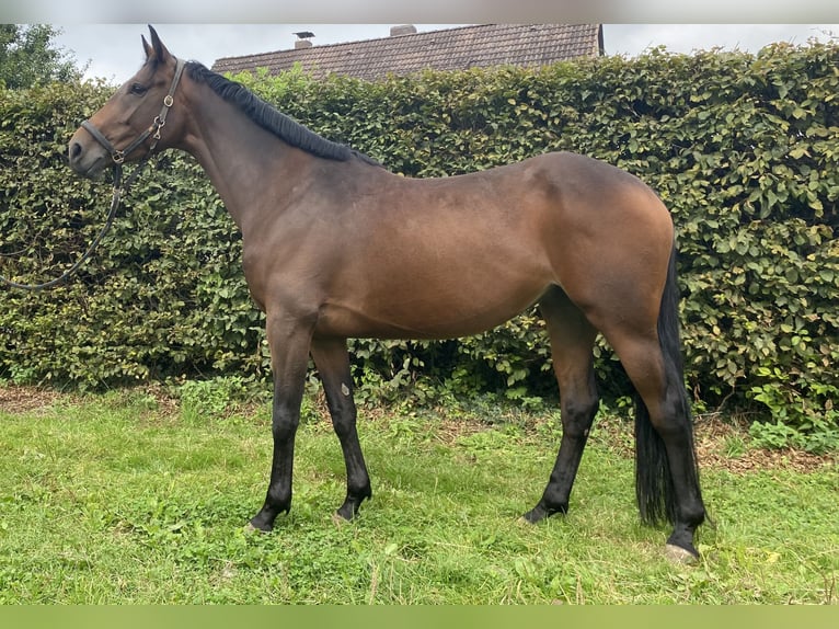 Caballo de deporte irlandés Yegua 5 años 165 cm Castaño oscuro in Elze Esbeck