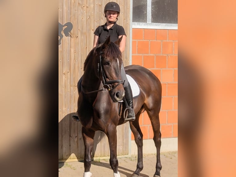 Caballo de deporte irlandés Yegua 5 años 167 cm Castaño in Lage