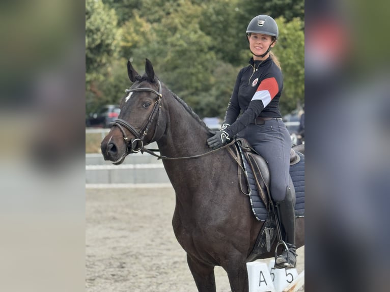 Caballo de deporte irlandés Yegua 5 años 167 cm Morcillo in Buchen (Odenwald)