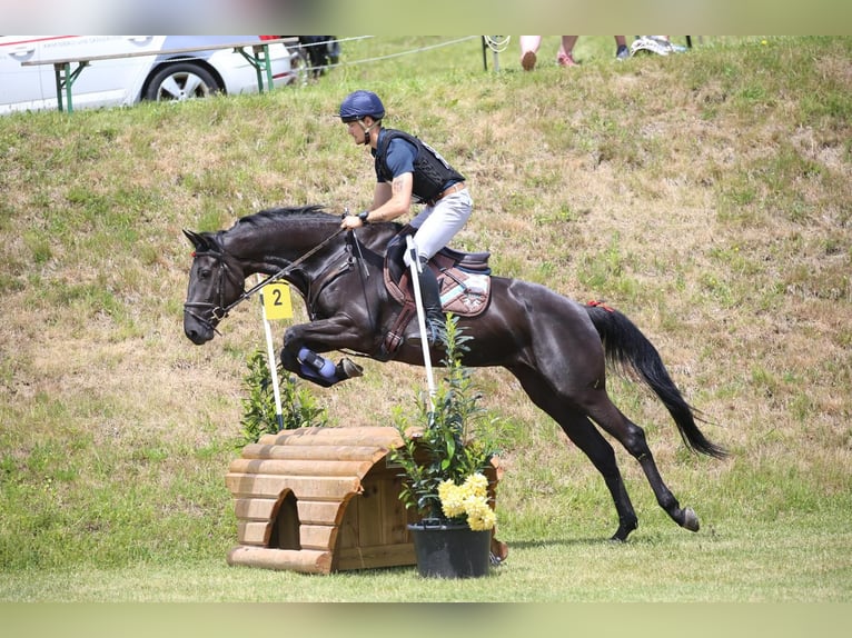 Caballo de deporte irlandés Yegua 5 años 167 cm Negro in Stadl-Paura