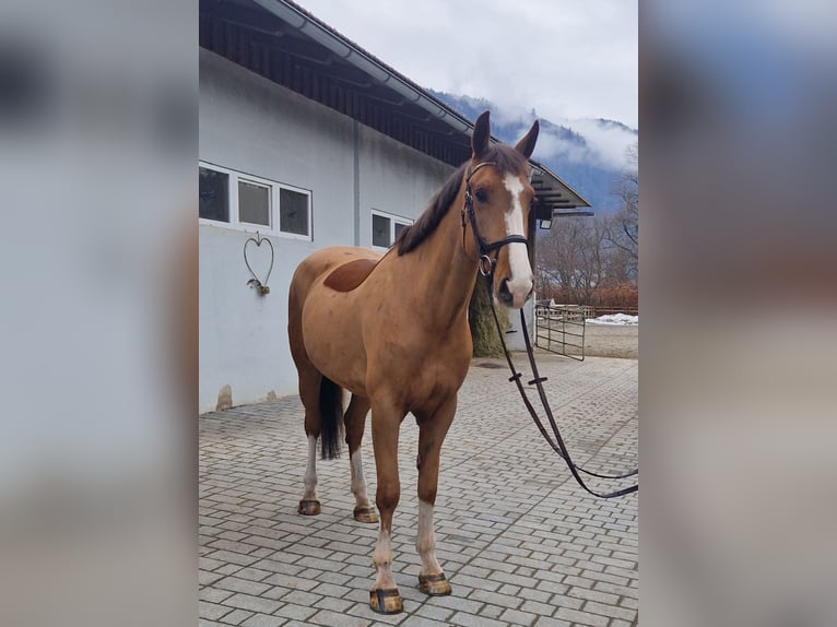 Caballo de deporte irlandés Yegua 5 años 168 cm Alazán in Gummern
