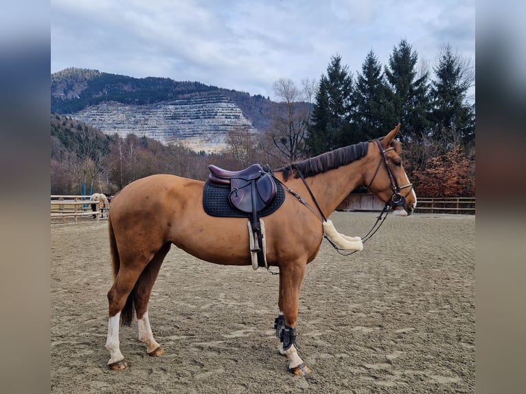 Caballo de deporte irlandés Yegua 5 años 168 cm Alazán in Gummern