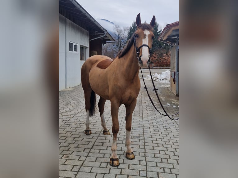 Caballo de deporte irlandés Yegua 5 años 168 cm Alazán in Gummern