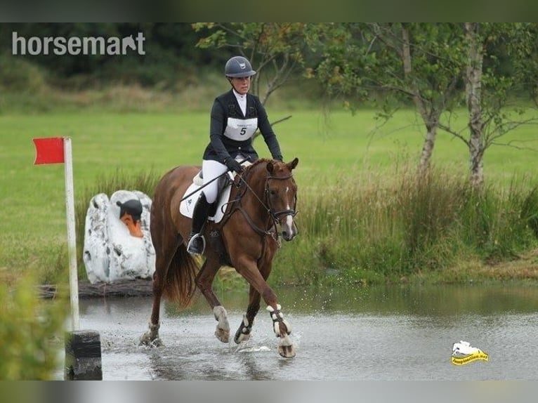 Caballo de deporte irlandés Yegua 5 años 168 cm Alazán-tostado in Dublin