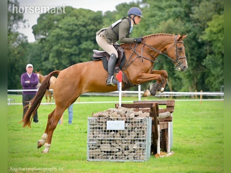 Caballo de deporte irlandés Yegua 5 años 168 cm Alazán-tostado in Dublin