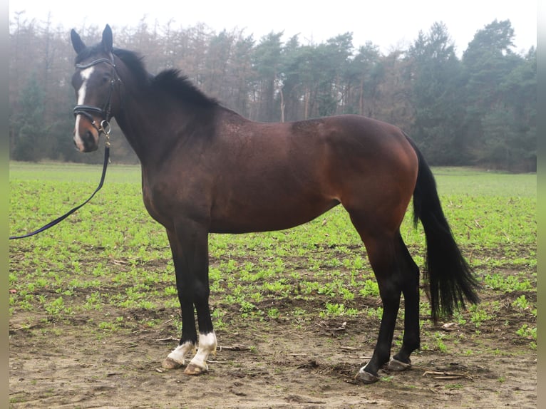 Caballo de deporte irlandés Mestizo Yegua 5 años 168 cm Castaño oscuro in Uelsen