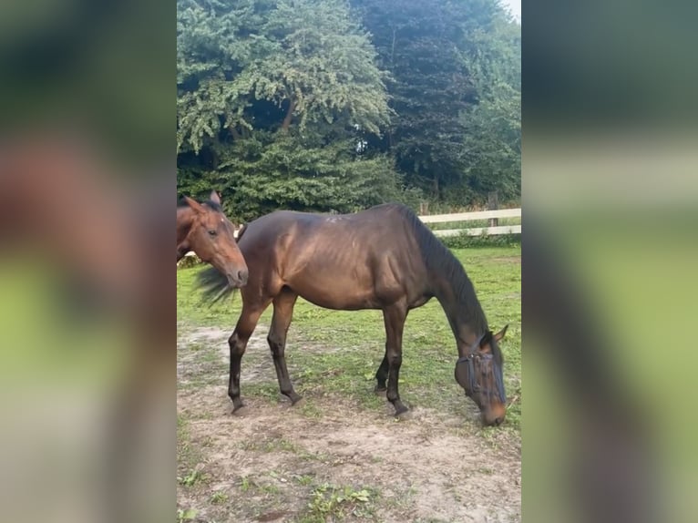 Caballo de deporte irlandés Yegua 5 años 168 cm Castaño oscuro in Bakum