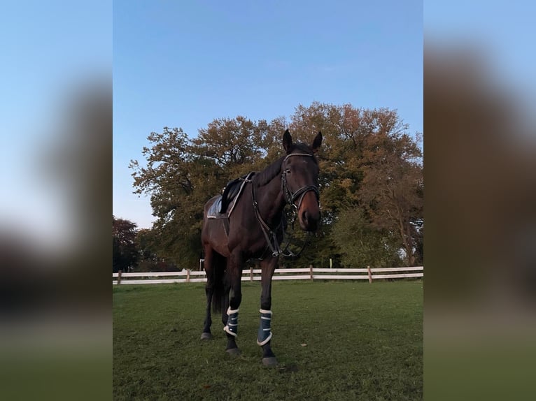 Caballo de deporte irlandés Yegua 5 años 168 cm Castaño oscuro in Bakum