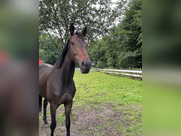 Caballo de deporte irlandés Yegua 5 años 168 cm Castaño oscuro in Bakum