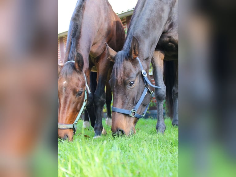 Caballo de deporte irlandés Yegua 5 años 168 cm Castaño oscuro in Bakum