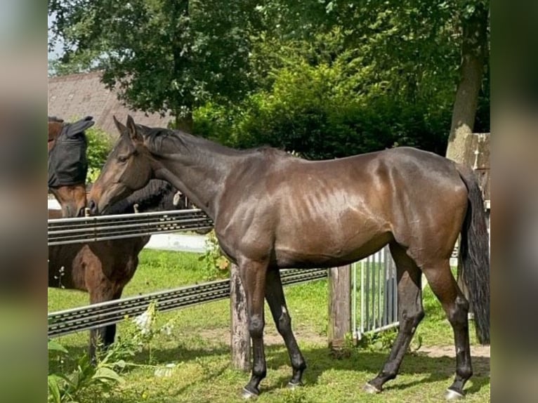 Caballo de deporte irlandés Yegua 5 años 168 cm Castaño oscuro in Bakum