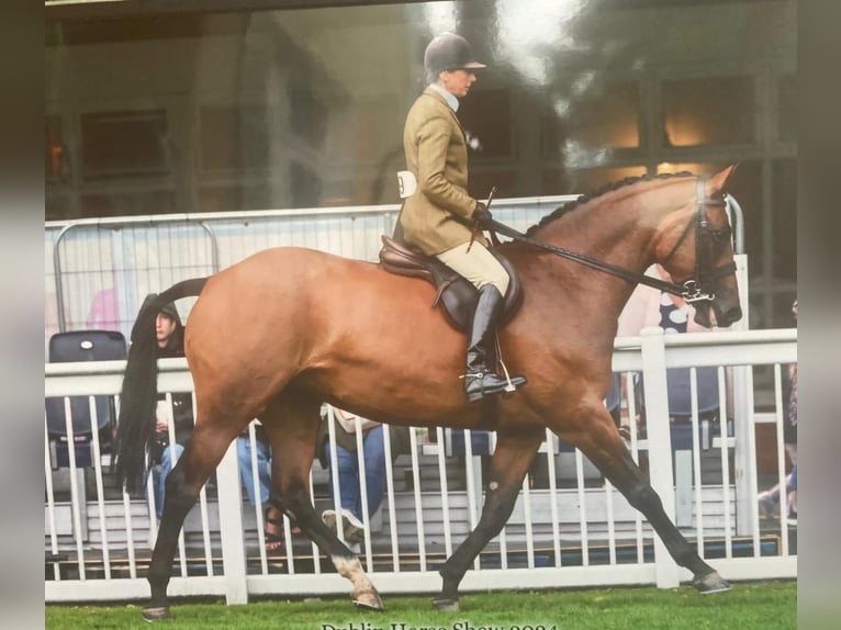 Caballo de deporte irlandés Yegua 5 años 168 cm Castaño rojizo in wexford