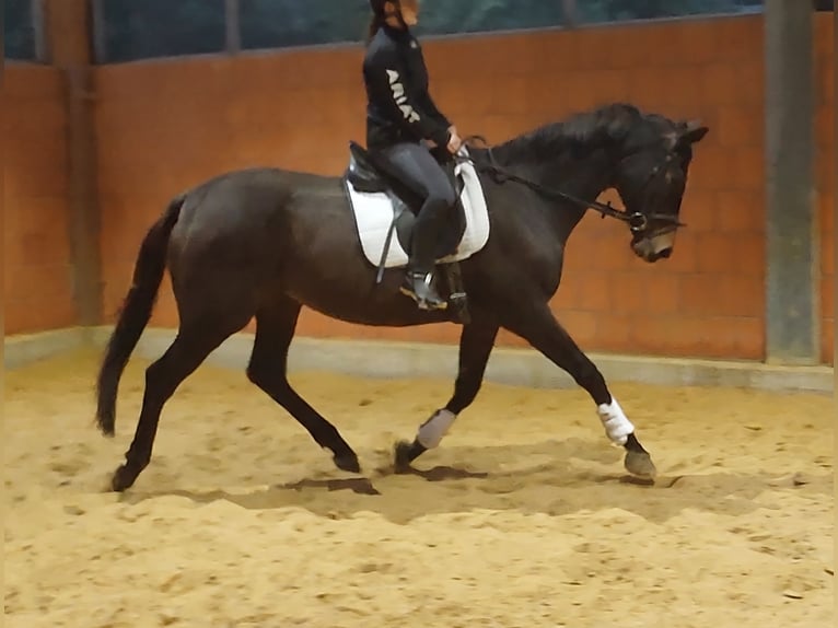 Caballo de deporte irlandés Yegua 5 años 175 cm Castaño in Lage